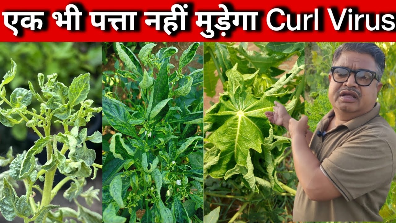एक भी पत्ता नहीं मुड़ेगा CURL VIRUS | Leaf Curl Virus Control | thrips and mites control