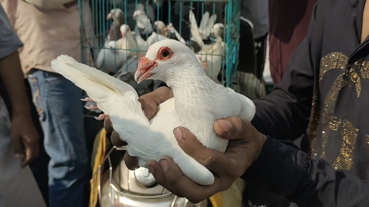 welcome chowk kabutar market Delhi pigeon market gole kabootar madrasi kabli fancy @Mrzamirx #sale