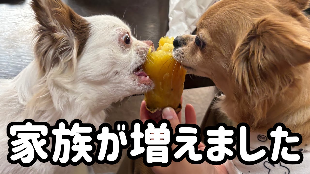 【ご報告】突然の出来事ですが…