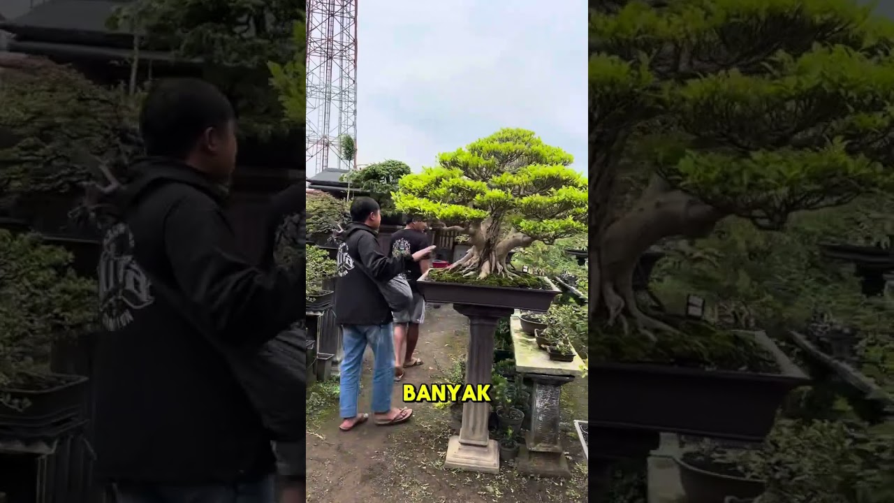 Just Kontes ya guys 😁 Ketik lanjut di komen jika temen2 pengen tau spil2 bonsai di galery sakabonsai