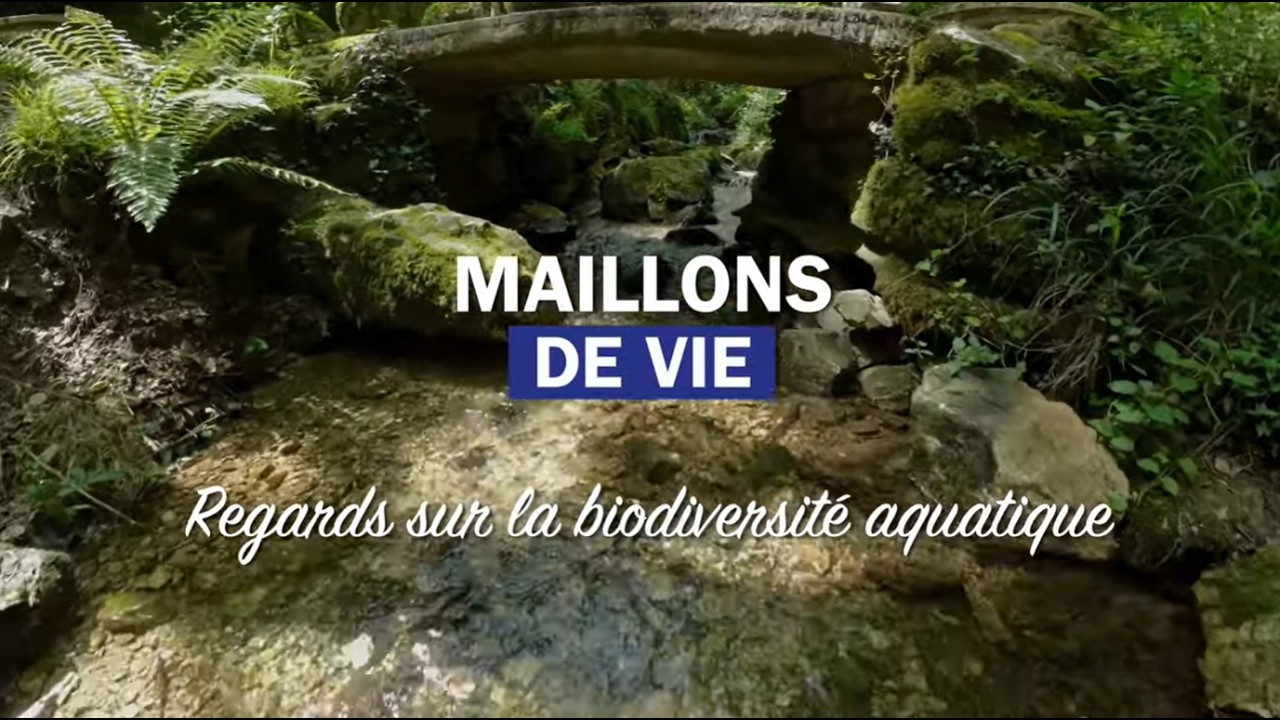 Websérie sur les milieux aquatiques - épisode 2  Les écrevisses à pattes blanches