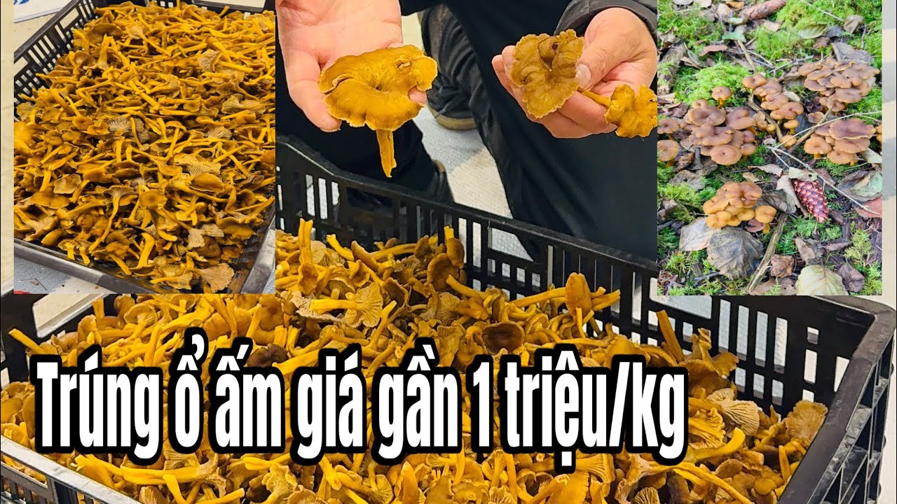 Trúng mánh ổ nấm giá gần 1 triệu/kg và cái kết 