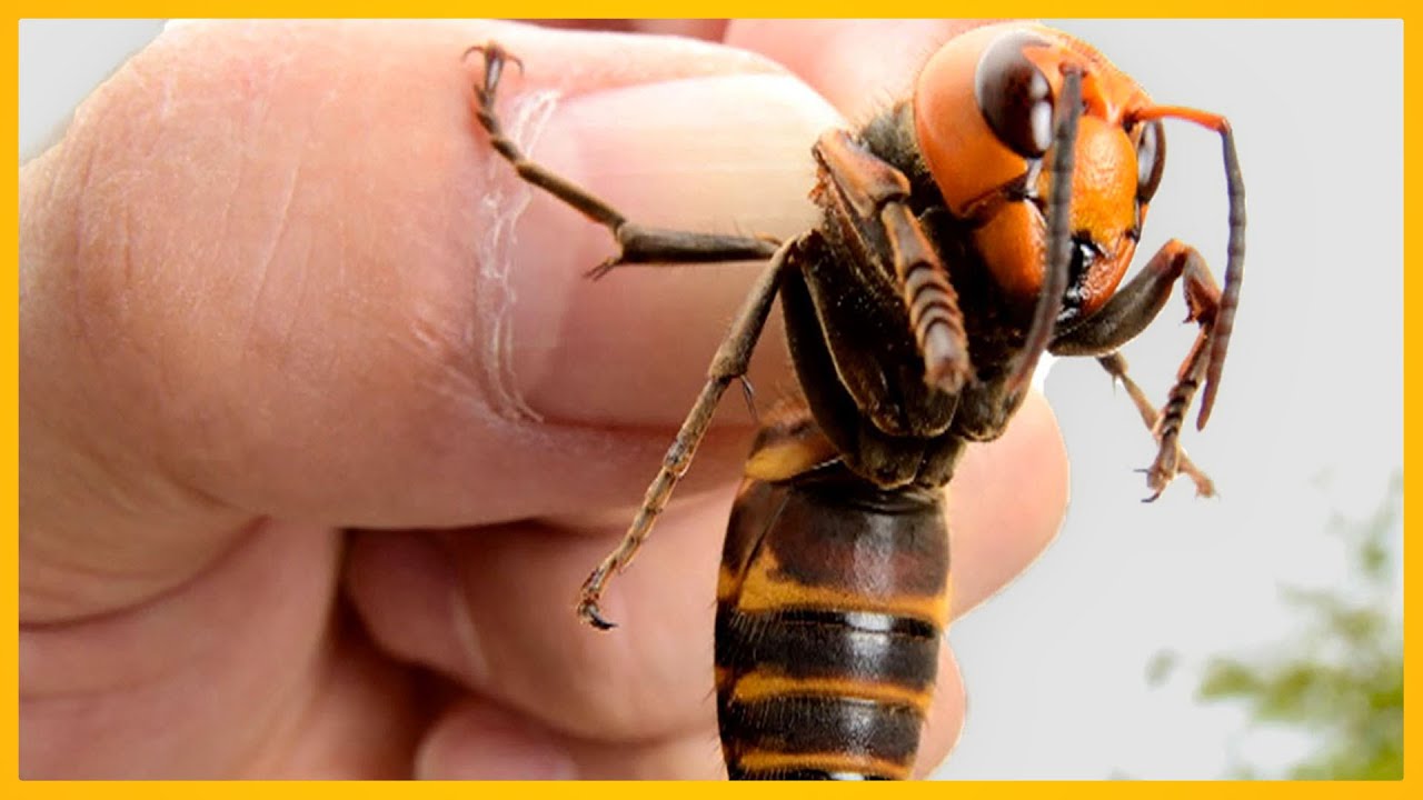 TOP 10 DODELIJKSTE INSECTEN! 🕷