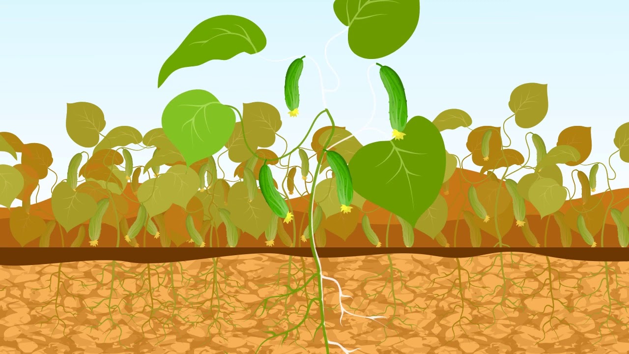 Innovative drought solution, Smart Water