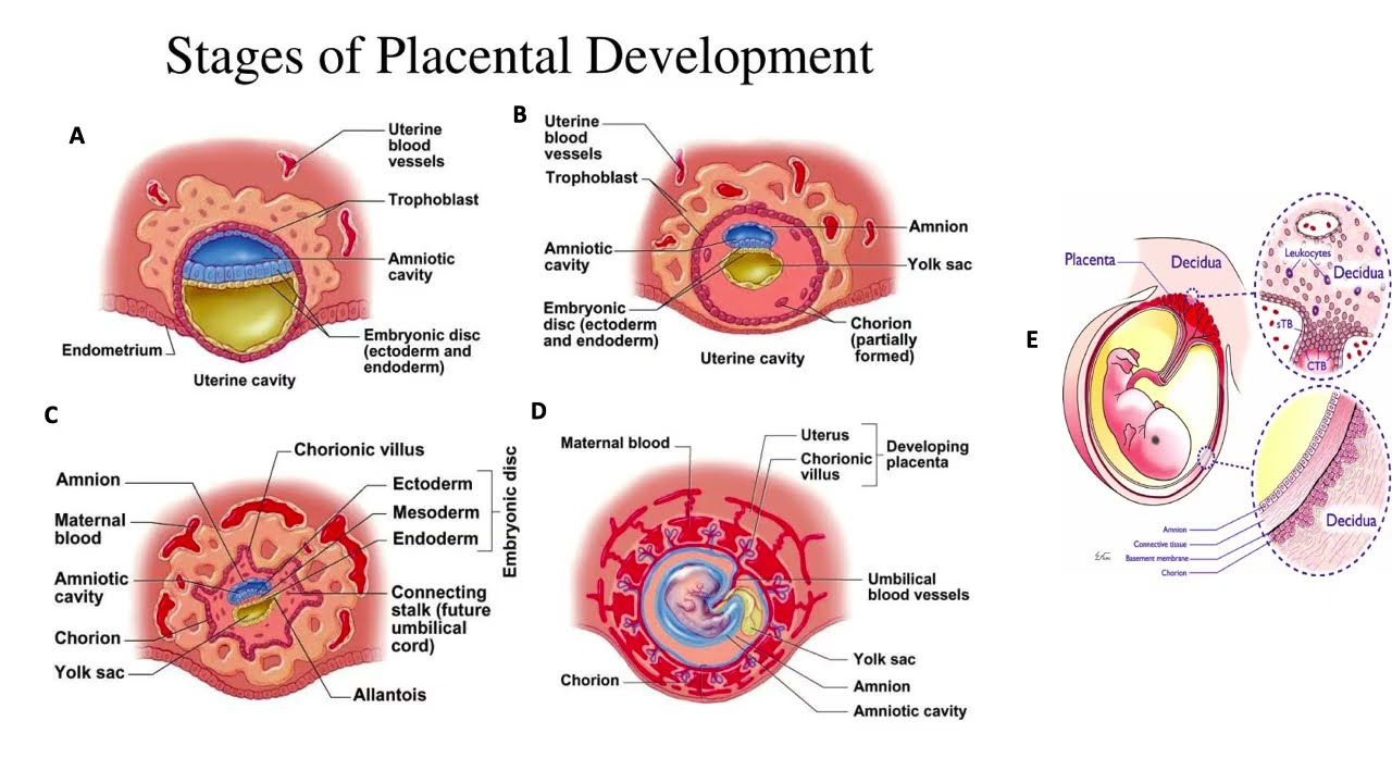 Embryology: Bilaminar Disc and Placent Formation