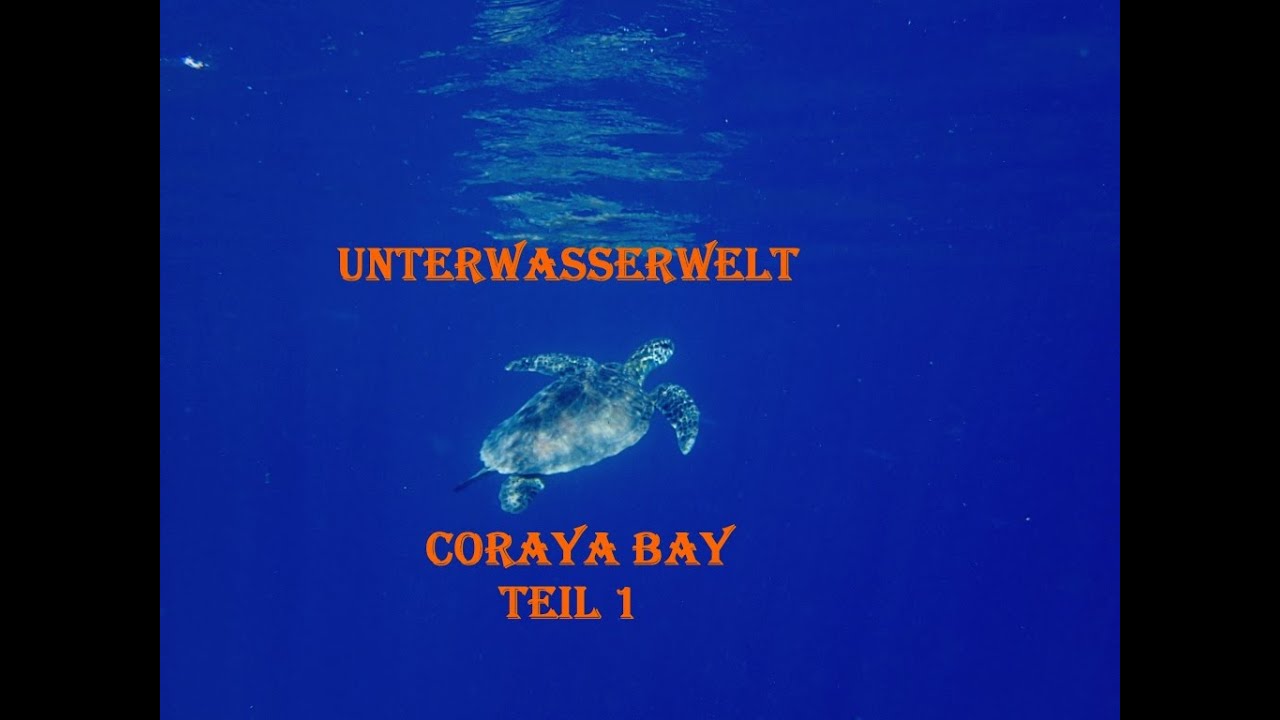 Schnorcheln in der Coraya Bay Teil 1  Marsa Alam / Ägypten / Dez. 2014