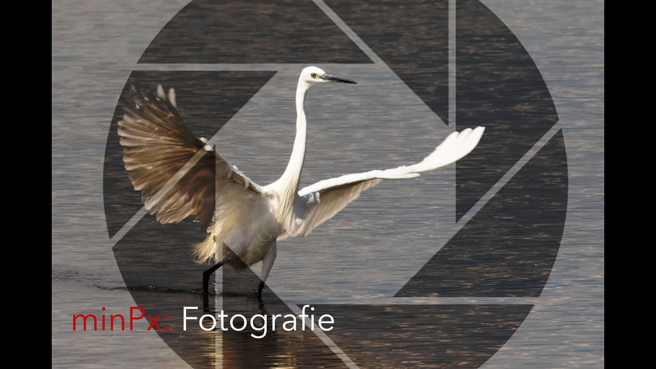 Fotografie: Kameraeinstellungen für Wildlife Vögel #1