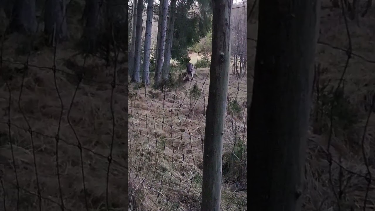 Damwildbrunft Kampf Hirsche  #brunft #wildlife #hirsch #hunting #germany  #deer #nature #wildtiere