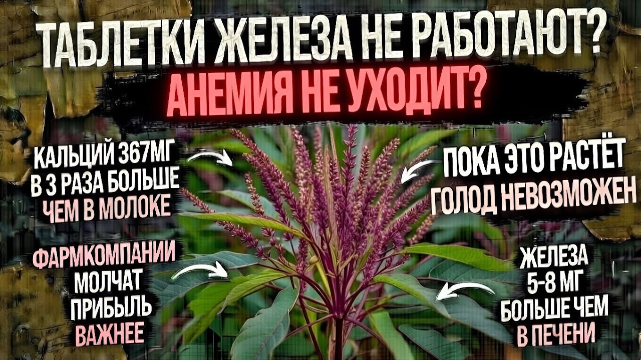 ВРАЧИ СКРЫВАЮТ ЭТО, ХРОНИЧЕСКАЯ УСТАЛОСТЬ? ЩИРИЦА ЛЕЧИТ ПСИХОЗ, УСТАЛОСТЬ, ШИЗОФРЕНИЯ, АУТИЗМ