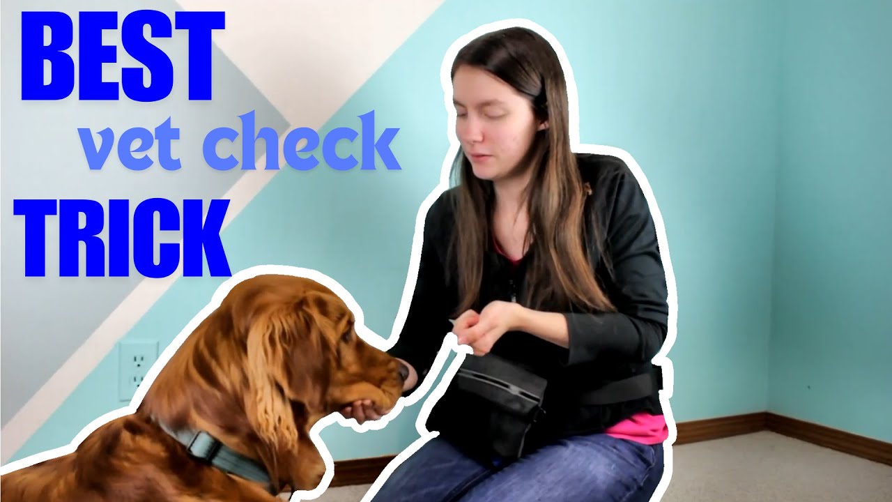 How to Teach Your Dog a Chin Rest | Cooperative Care Training