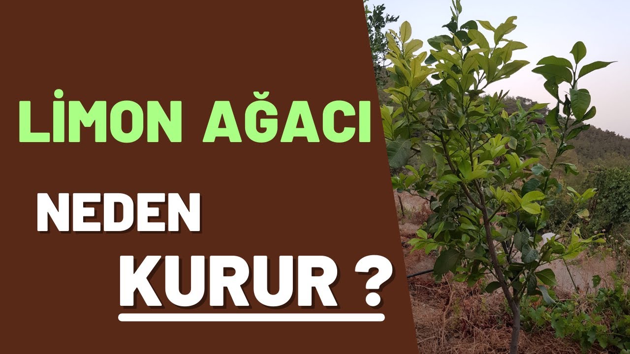 Limon Ağacı Neden Kurur ve Neden Sararır ? #tropikaltoprakalanya #limon #limonsararması #limonfidanı