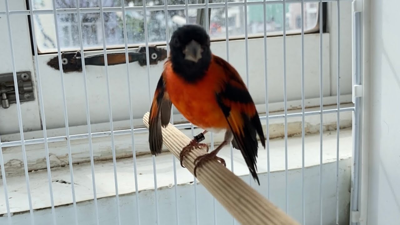 Pintassilgo da venezuela cantando muito - Suara Burung Red siskin 2021 HD
