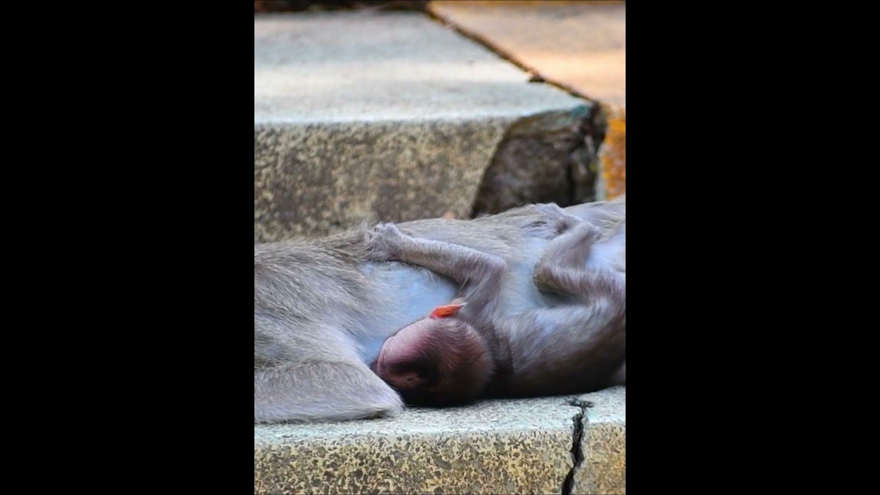 A Little Baby Hug Mom Getting Milk #monkeysource
