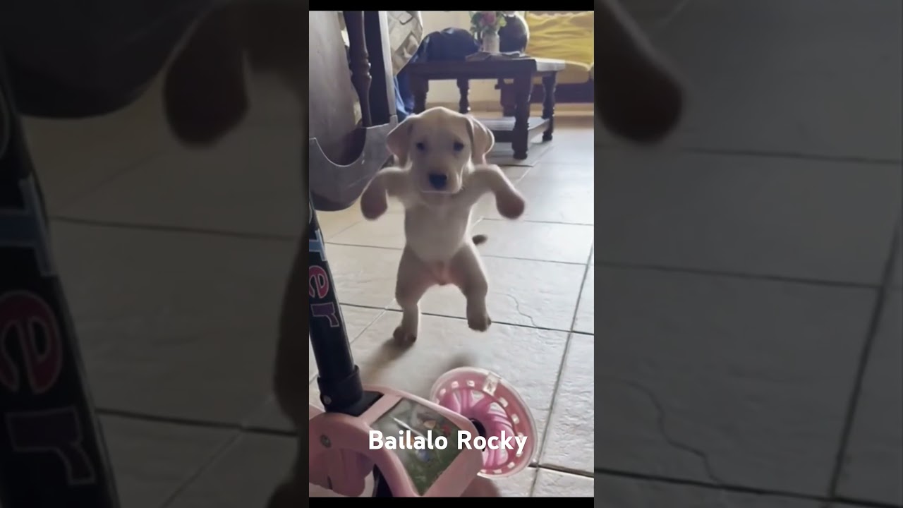 Bailalo Rocky Music. - #dog #doglover #dance #IA