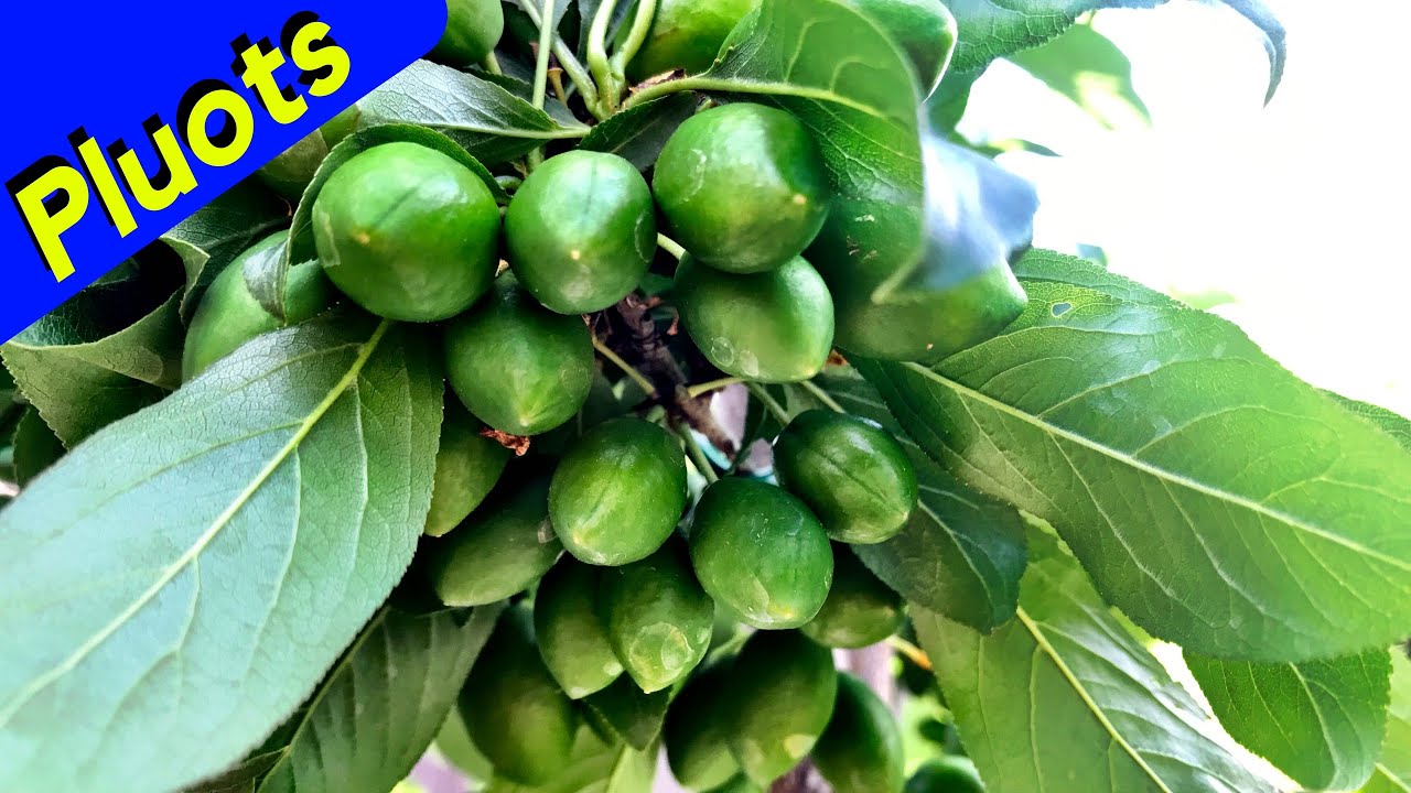 Pluot Comparison (AMAZING)