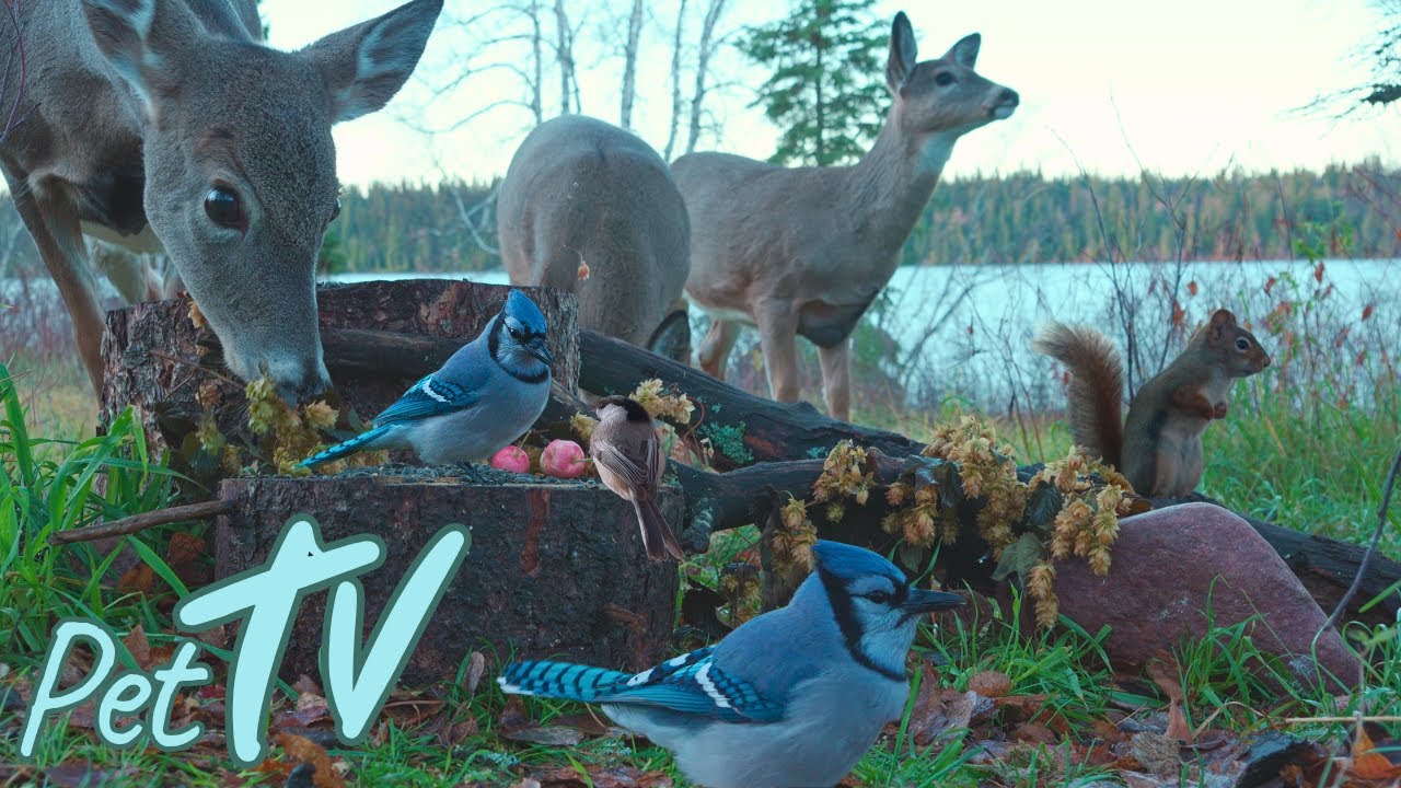 Dog TV • Cat TV 🦌 Deer in an Autumn Meadow - Relaxing Wildlife for Pets & Their Owners to Watch