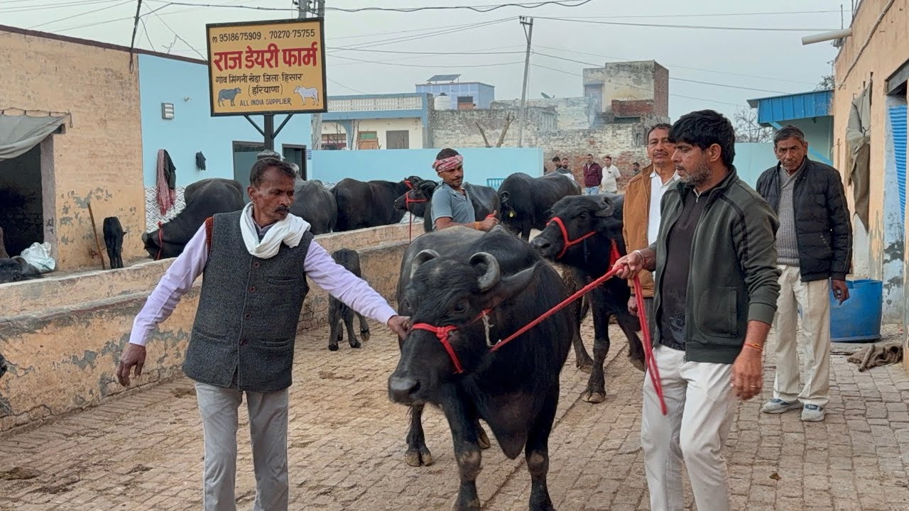 👍 5 मुर्रा भैंस 🐃 जा रही UP प्रयागराज , 12-16 लीटर दूध , Price = 115000-153000 तक Raj dairy farm से 
