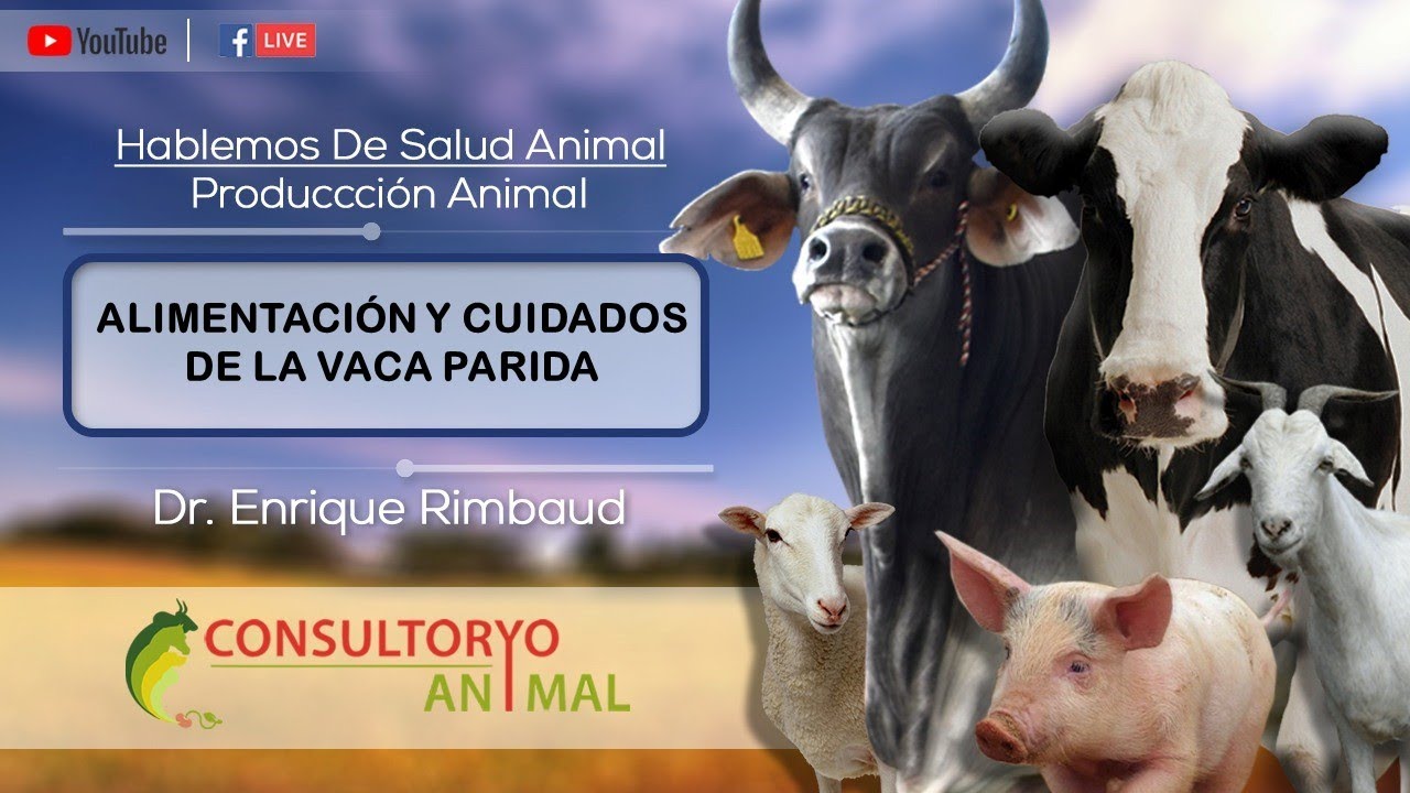 MANEJO Y CUIDADOS DE LA VACA PARIDA