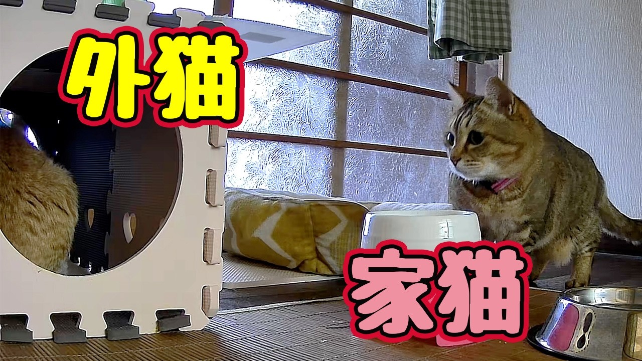 気になる お尻… 【元野良猫】