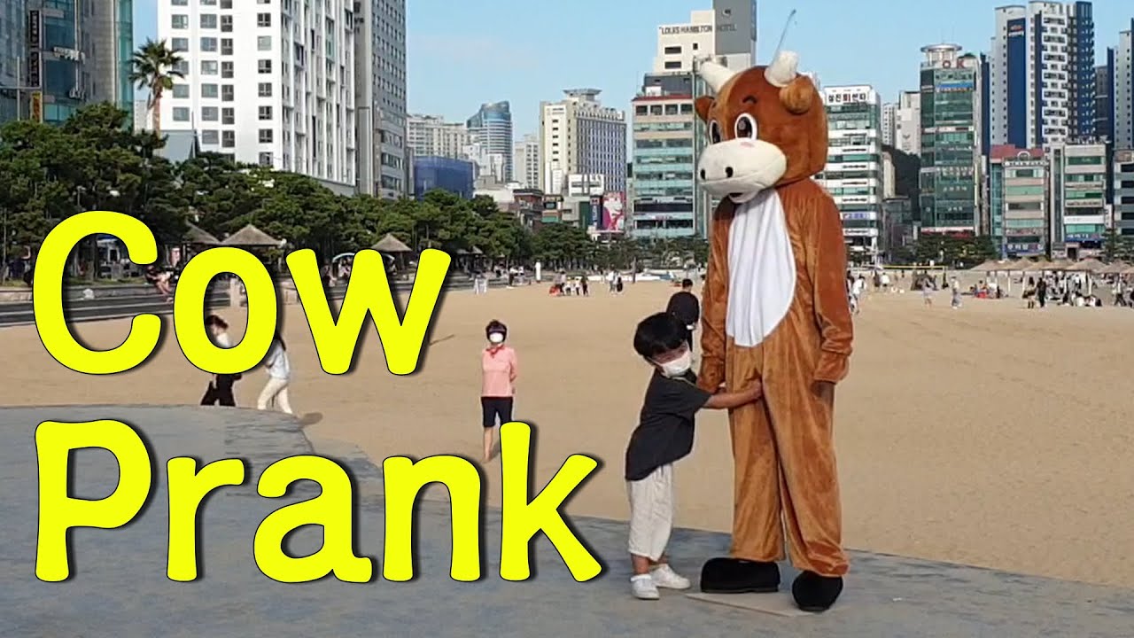 Cow Prank