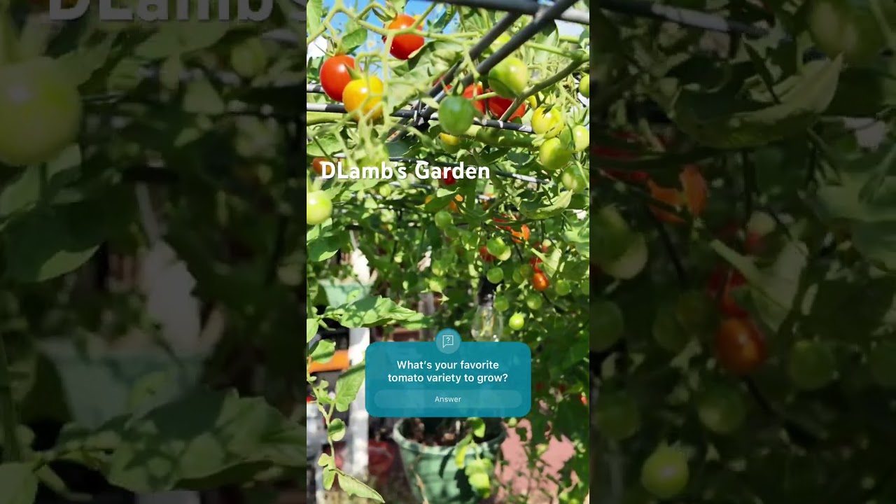 This season I grew about 3-4 varieties. I#gardening #growsumn #gardenlove #plantlover