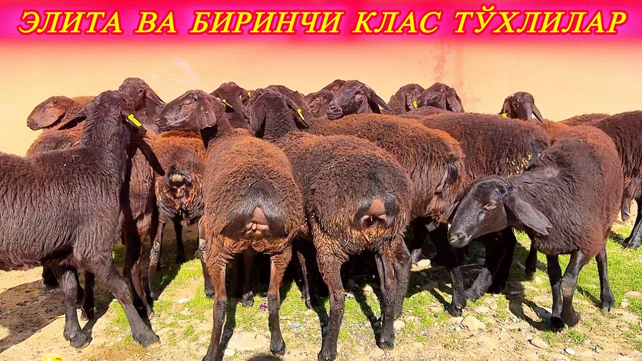 БАРАКАНИНГ СИРИ НИЯТ ВА СИФАТДА 