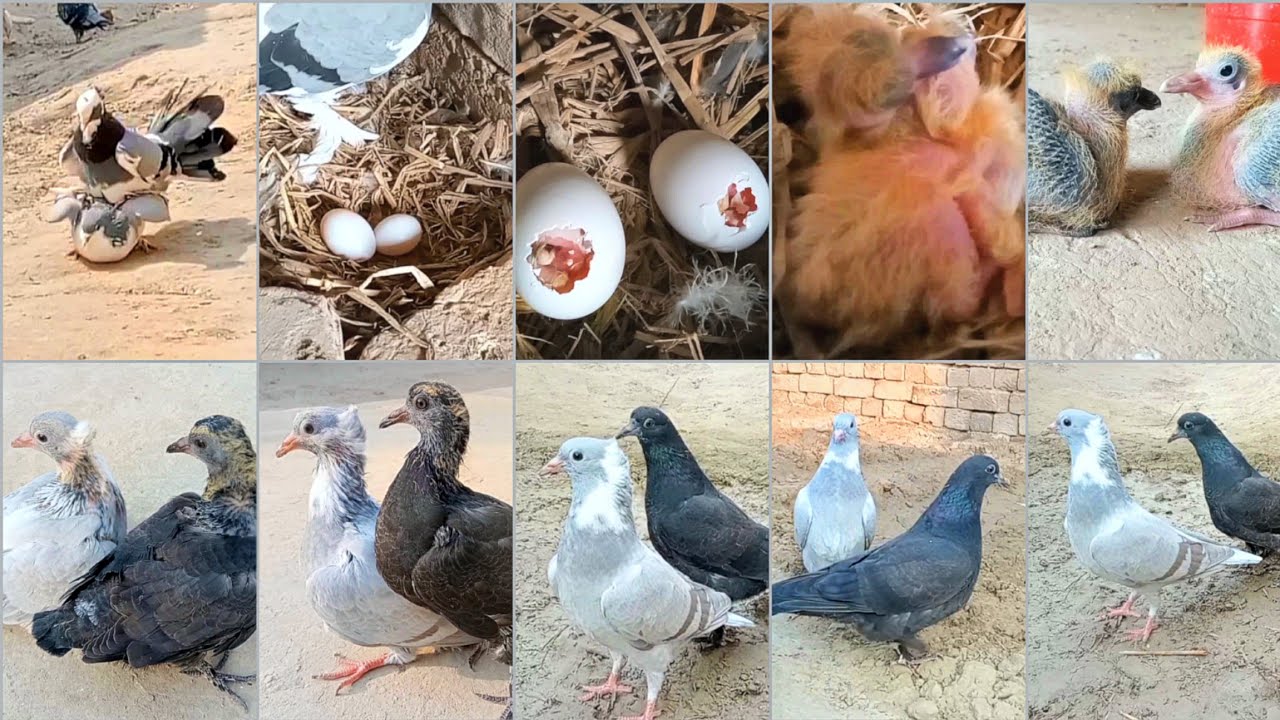 Day 2 Day Pigeon Growth 1 to 30 Days