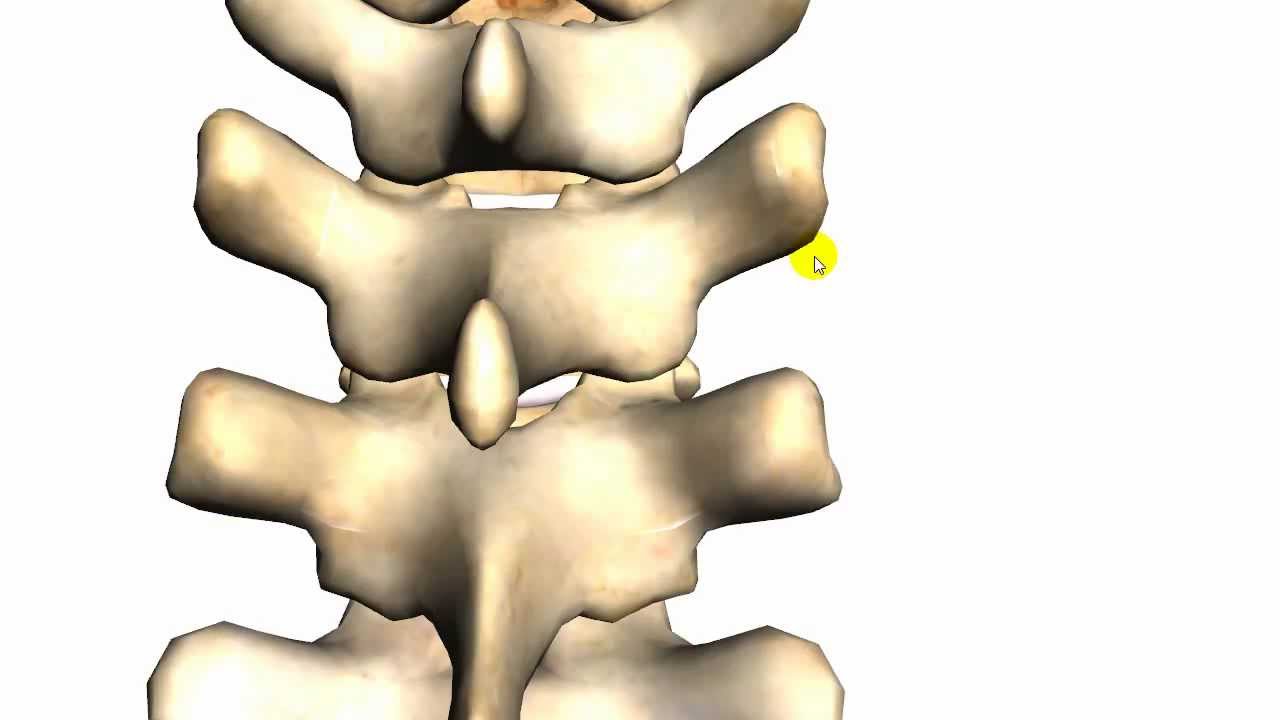 Spine tutorial (2) - Features of a vertebra - Anatomy Tutorial
