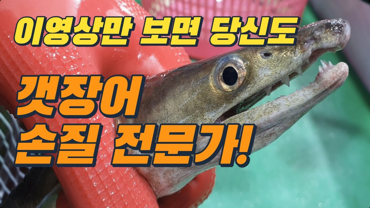 [갯장어 손질하는 법] 7월 최고의 제철회 갯장어(하모)회 가장쉬운 꿀팁. How to make sashimi. [수아아빠TV]