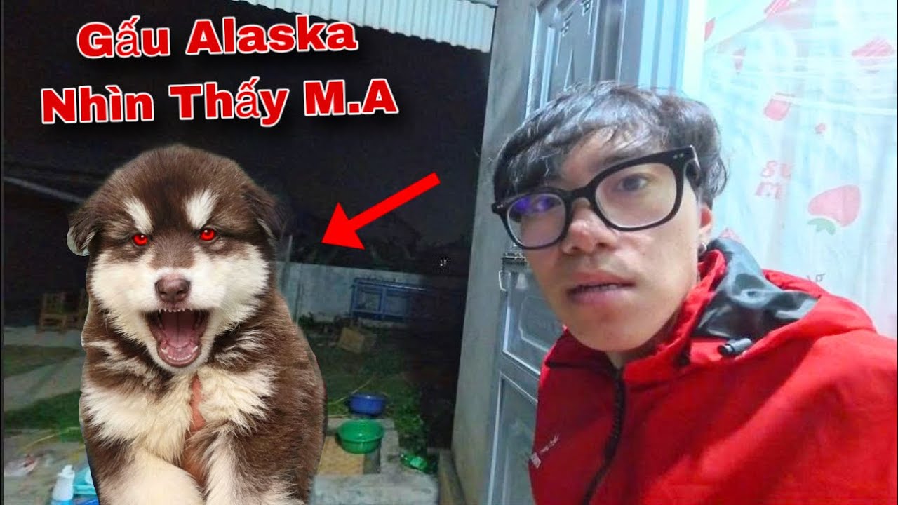 Gấu Alaska Trở Về Nhà Thì Có Biểu Hiện Lạ Gào Thét Hú Ầm Lúc 12h Đêm... Sợ Quá | Dương KC
