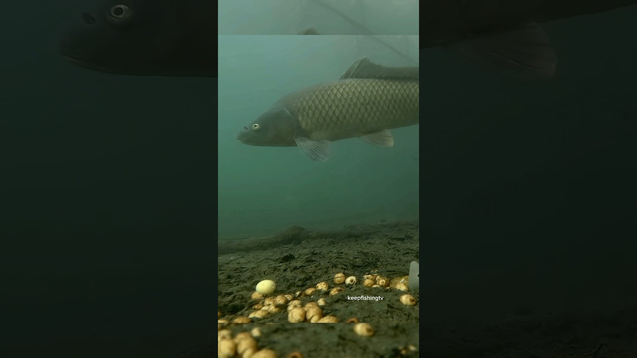 #CarpFishing#Fishing#Carp#Angling#CatchAndRelease#CarpBaits#FishingLife#CarpAngler#Fisherman#BigCarp
