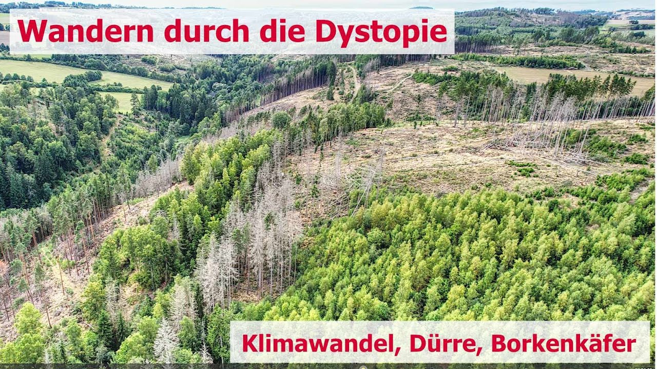 Kolumnen aus der Provinz - Episode 1 Wald im Kollaps Natur im Wandel und die Windkraft
