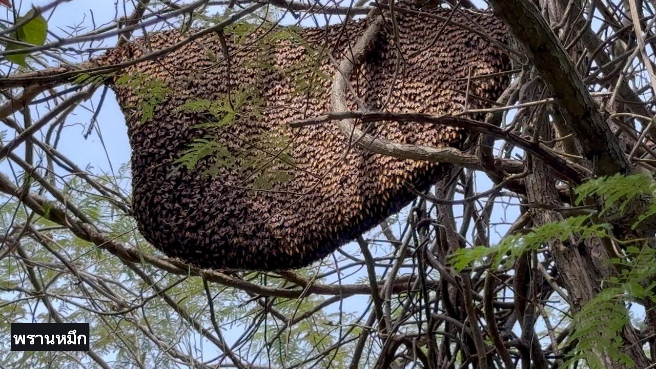 ยังอยู่ปาดรอบ3  |  พรานหมึก คนตีผึ้ง