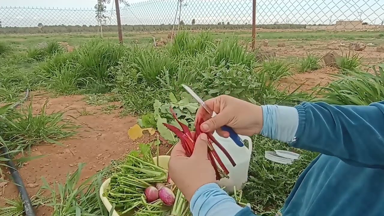 حوشنا اللفت وكبسناه وطبخنا دولمة