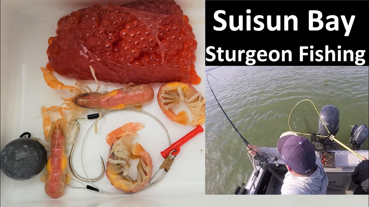 Sturgeon Fishing Suisun Bay, CA Delta *Good Bite*