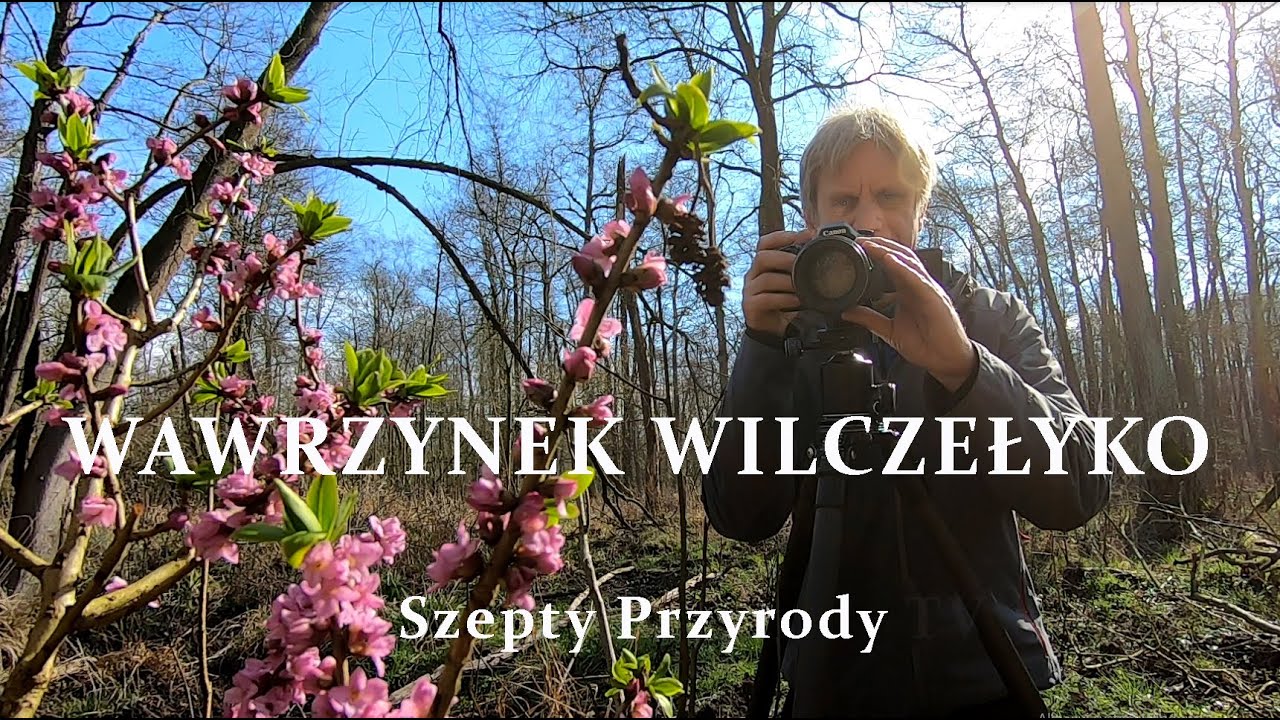 WAWRZYNEK WILCZEŁYKO | Mezereon