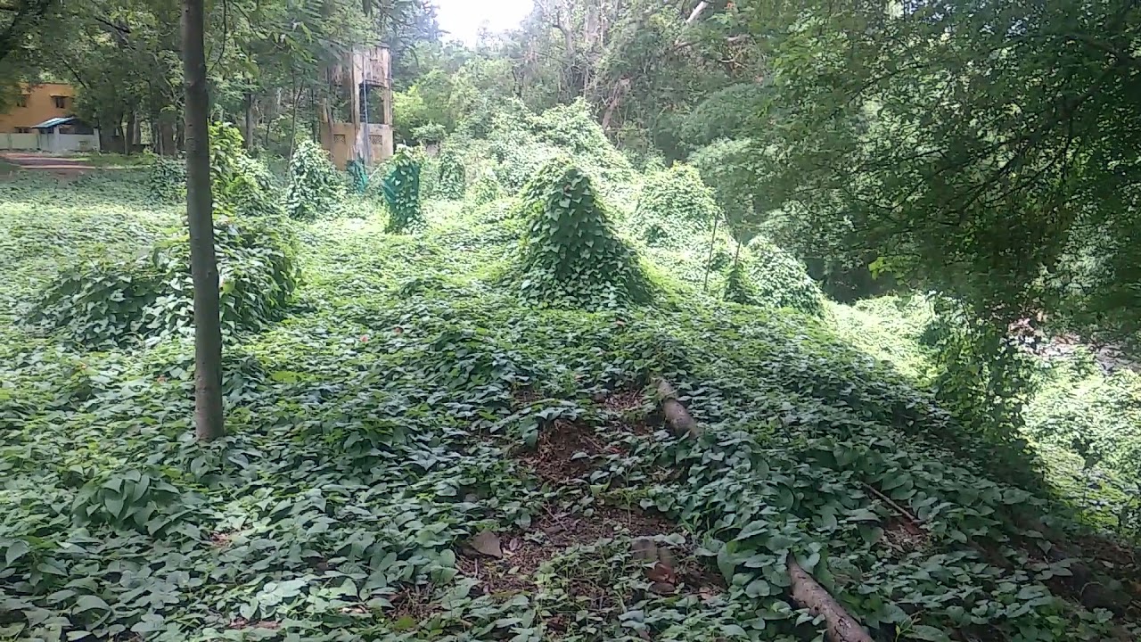 Vellore Amirthi forest
