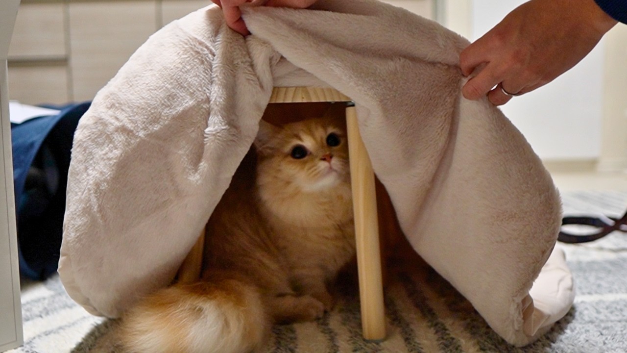 【短足ミヌエット】はじめてのこたつに興味津々な子猫がかわいすぎた　♯24
