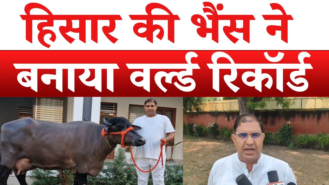 Hisar की मुर्रा भैंस ‘राधा’ ने रचा इतिहास, 35.669 किलो दूध देकर बनाया वर्ल्ड रिकॉर्ड