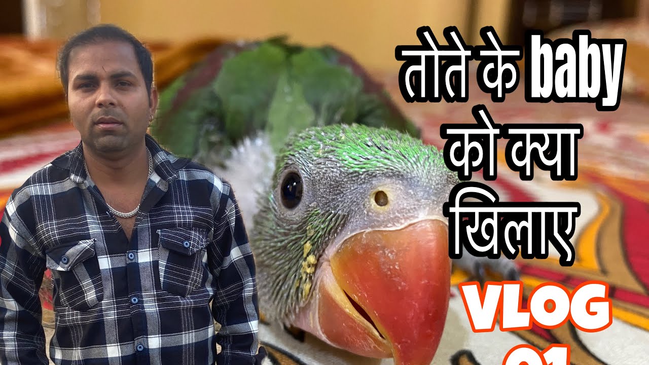 तोते के baby को क्या खिलाए | Baby parrot food 🥗 | New Vlog | My first Vlog | sachin vlogs