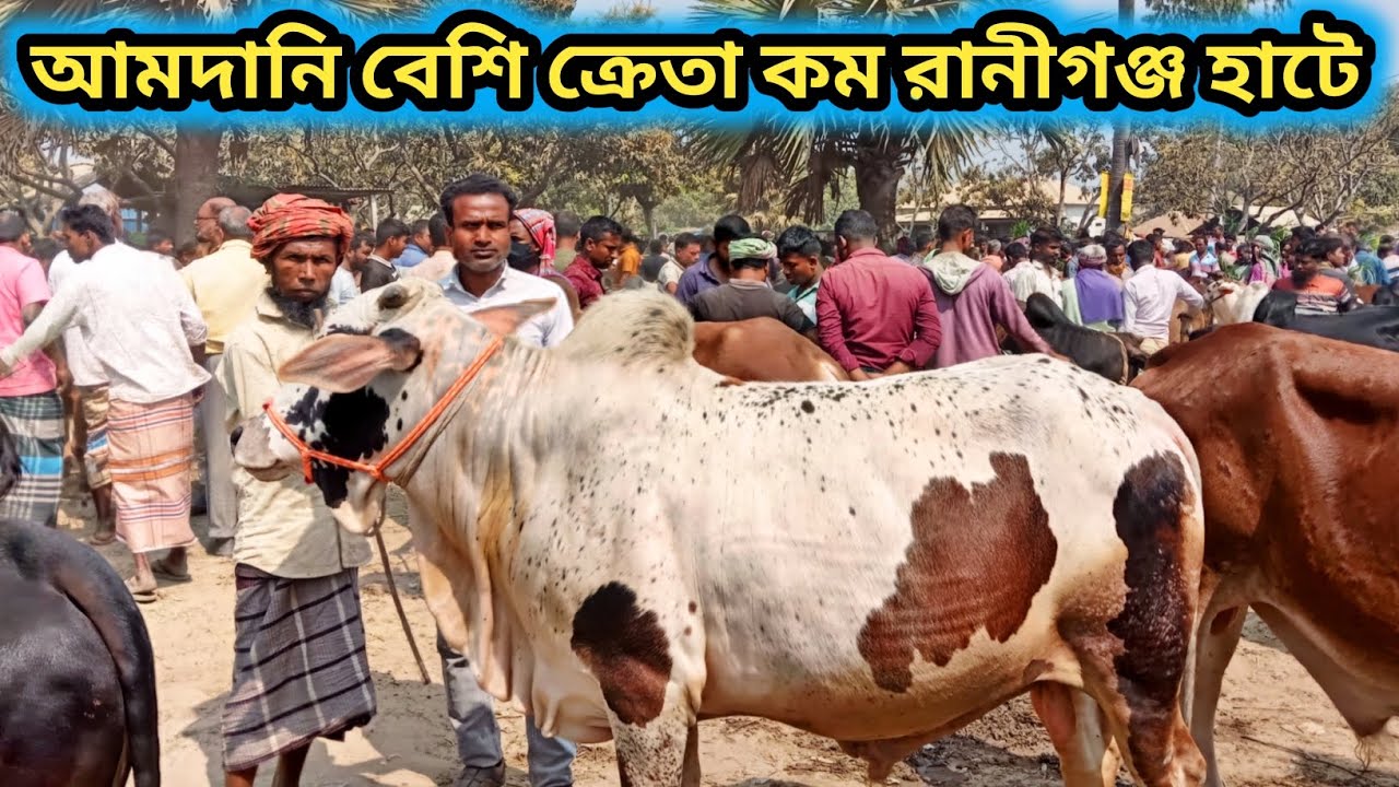 ২৬/২/২৬/কোরবানীর মাঝারী গরু আমদানি বেশি ক্রেতা কম ব্যাপারীরা বলতেছে গরু পতি৫ হাজার নেই রানীগঞ্জ হাটে
