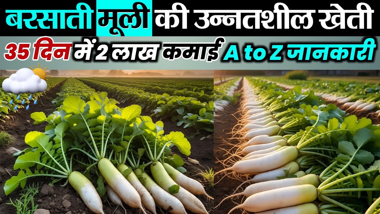 बरसाती मूली की खेती | Barsati muli ki kheti | A to Z जानकारी | muli ki kheti kab aur kaise karen New