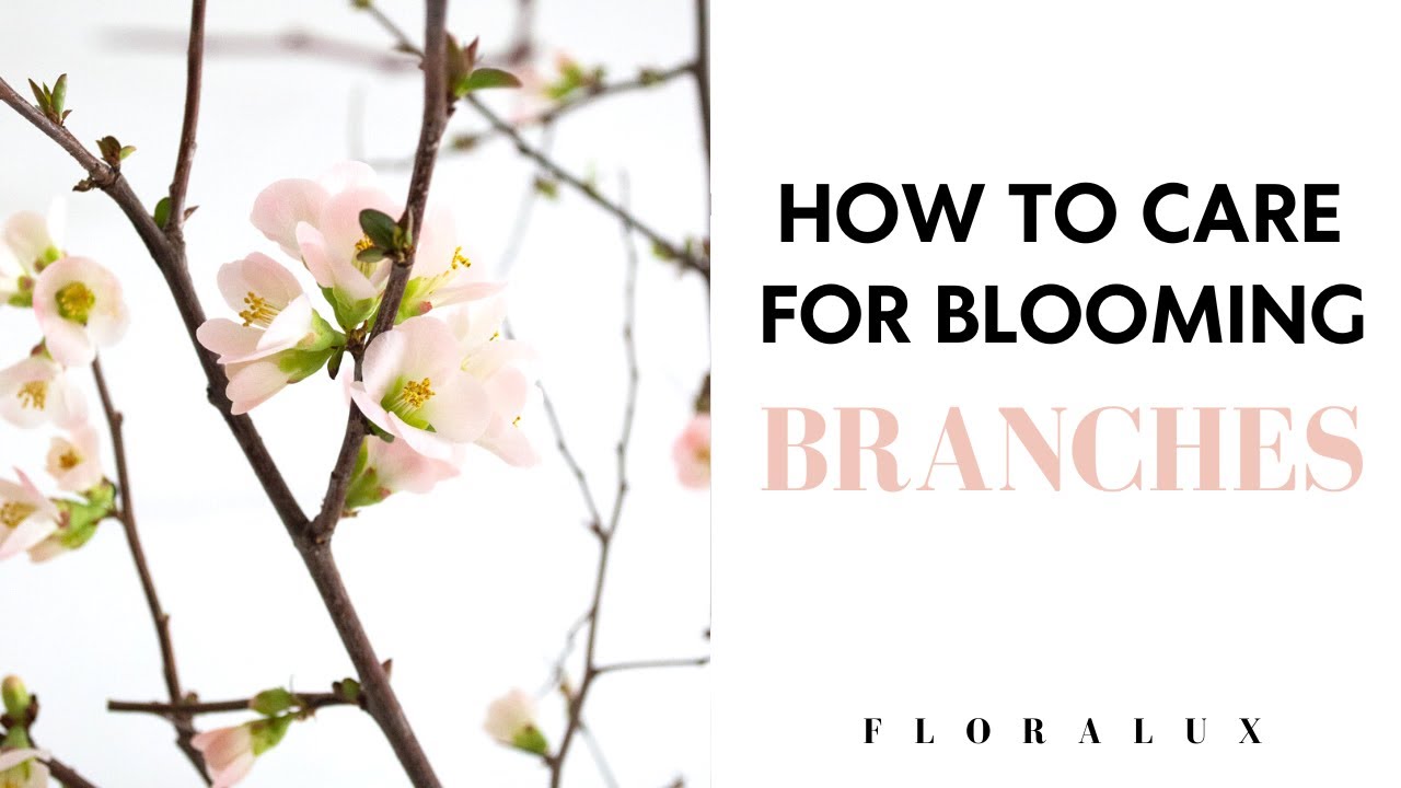How To Care for Blooming Branches | FLORA LUX
