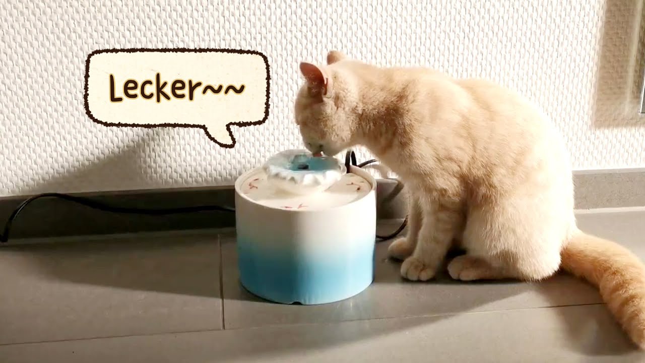 Anleitung Katzenbrunnen Keramik, Katze Trinkbrunnen ohne Nachkauffilter