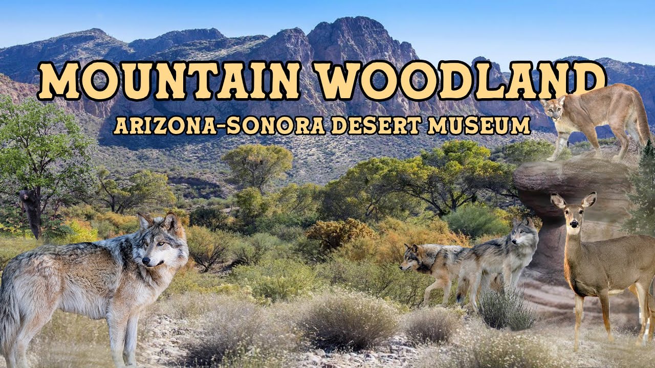 Mountain Woodland | Arizona-Sonora Desert Museum