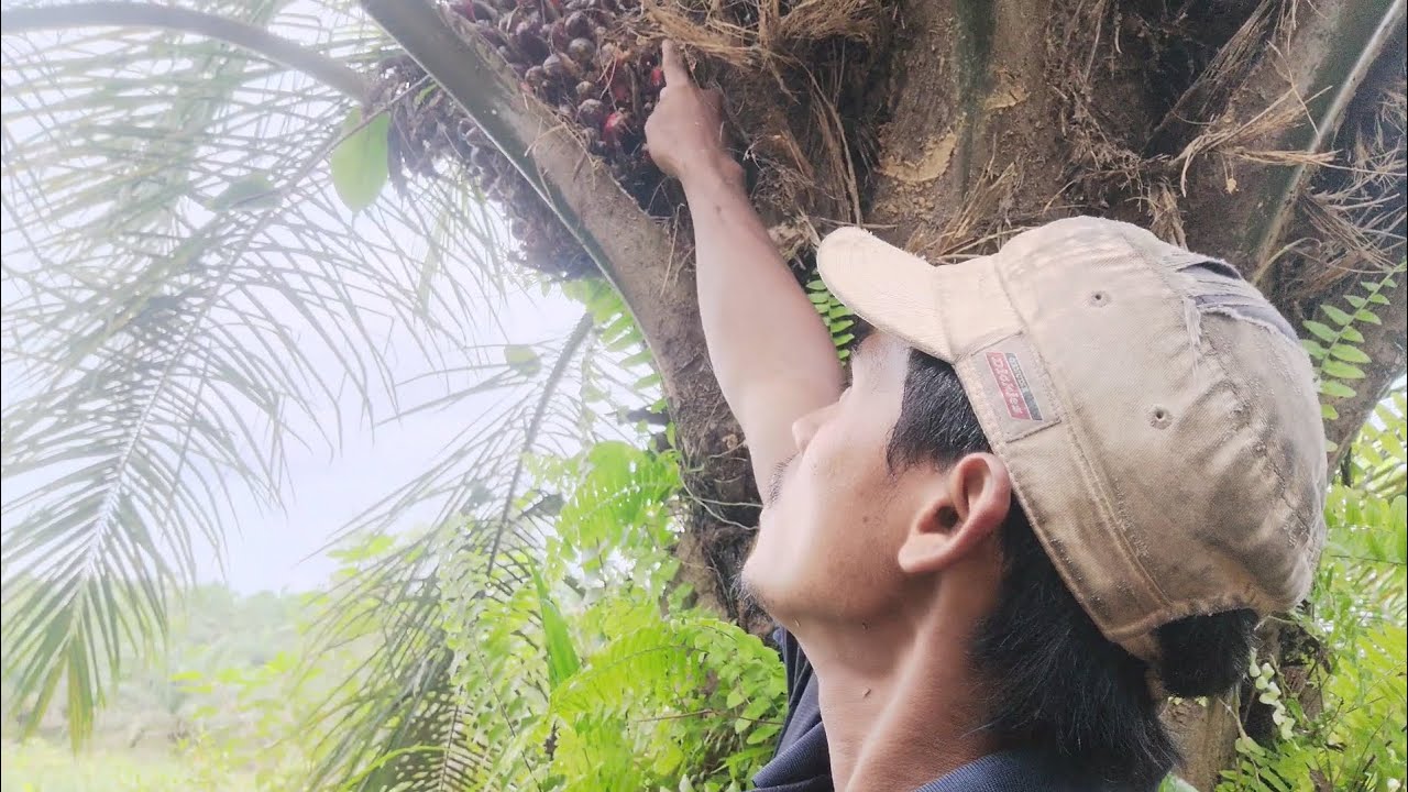 Bedanya Saat Jadi TKI dan Berkebun Sendiri 