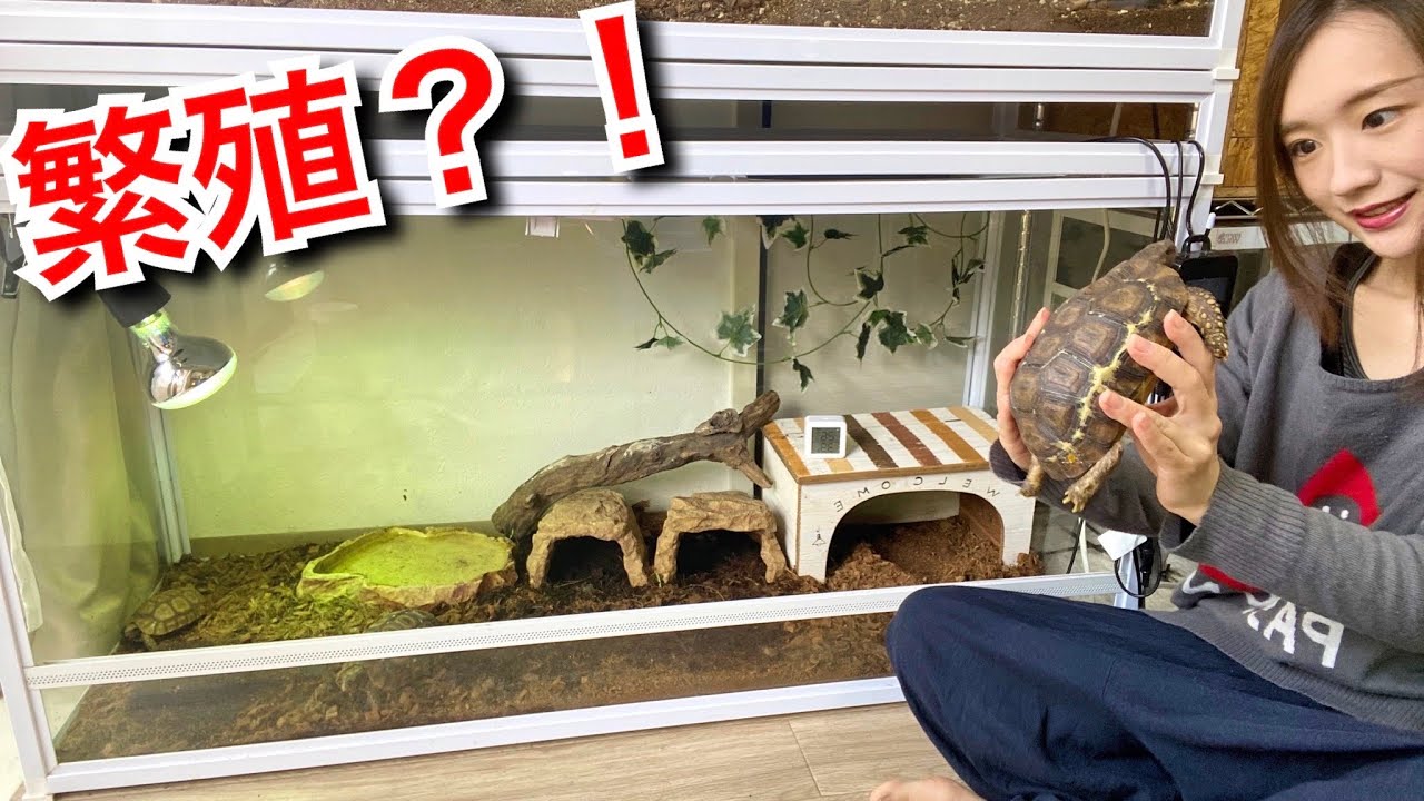 あるリクガメの繁殖を目指します…！
