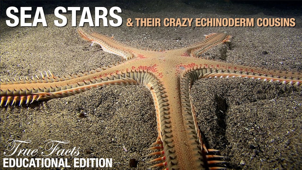True Facts Sea Stars: Educational Edition
