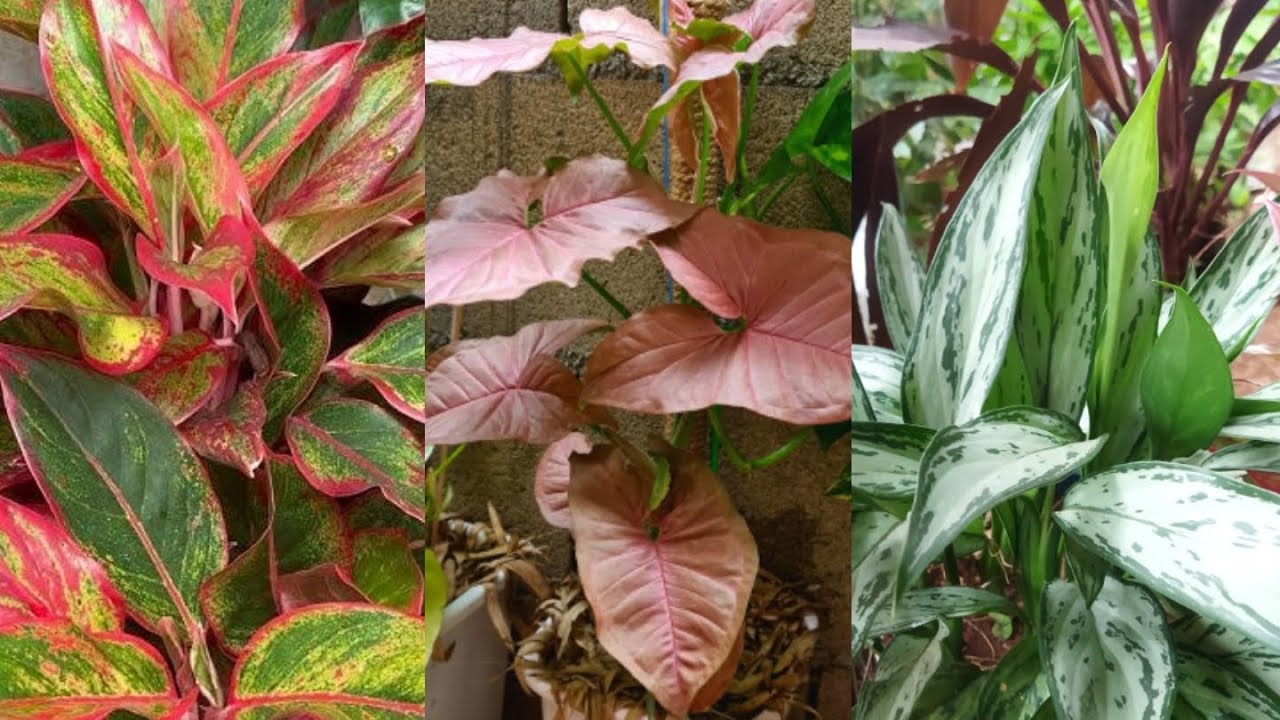 #Hoje vou Mostrar Plantas Coloridas E Variegadas que estão dando um charme  Na varanda 🥀🍁