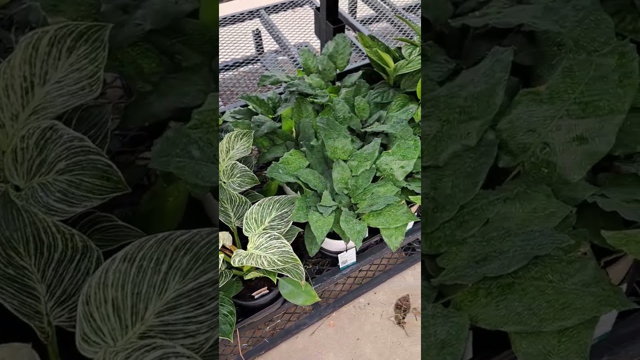 Plant Shopping At Tractor Supply!